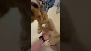 Не умеет скрывать радость)) #dogfun #dog #funny