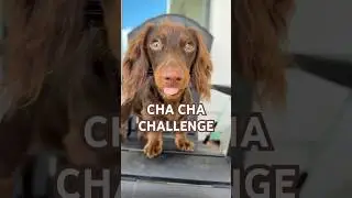 Cha Cha CHALLENGE #minidachshund #dachshundpuppy #puppy #dachshund #cutepuppy #cutedog #subscribe