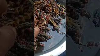 silk warm insect