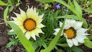Treasure flower | Gazania | Free Footage for MOAH Members