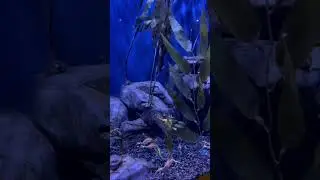 Sea Dragon #Atlanta #seadragons  #georgiaaquarium