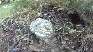 Southern Yellow jacket Nest under ground