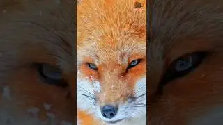 red fox sounds at night | red fox national geographic | what does the fox actually say | #shorts