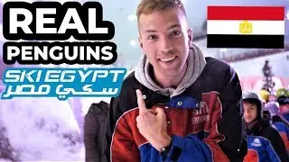 SNOW AND PENGUINS IN EGYPT | Ski Egypt | الثلج و بطريق في مصر