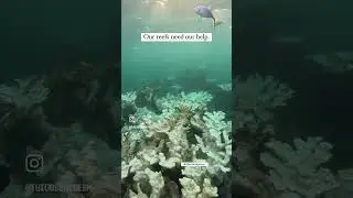 Coral reefs are dying RIP 💀 #coralreef #coralconservation #marinebiologist #globalwarming #ocean