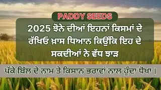 PADDY SEEDS |2025 ਝੋਨੇ ਦੀਆਂ ਇਹਨਾਂ ਕਿਸਮਾਂ ਦੇ ਰੱਖਿਓ ਖ਼ਾਸ ਧਿਆਨ ਇਹ ਦੇ ਸਕਦੀਆਂ ਨੇ ਵੱਧ ਝਾੜ ।RICE | FARMING