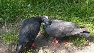 Pigeon Couple In Love |Romantic Bird kissing #shorts #pigeonkissing #birdlove #love #kiss #wildfire