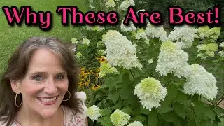 Limelight, Little Limes, Limelight Prime Hydrangeas | Why Panicle Hydrangeas Are Best In The South🤍💚