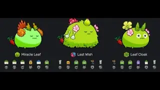 AXIE ORIGIN HOT BUTT PERCH TEAM OFF SEASON
