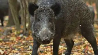 30-50 Feral Hogs Wasn't Just a Meme