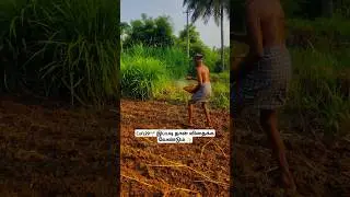 Cofs29🌱 இப்படி தான் விதைக்க வேண்டும் ✨#greenfodder #goatfeed #sheepfeed #goatfarming