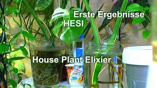 Der neue Dünger und die ersten Ergebnisse bei den Zimmerpflanzen Houseplant Elixier von Hesi
