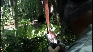 Massive Michigan Black Bear with longbow 2016