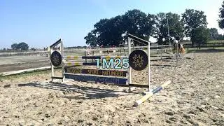Haflinger dekhengst amore van de waaienburghoeve springt 1,40 M