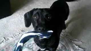 Duke the dachsador
