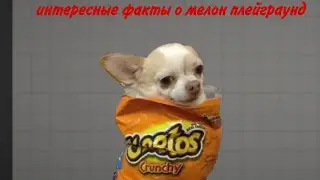 интересные факты о мелон плейграунд ⚫🐷! @kirillgibo10-b3j мой друг