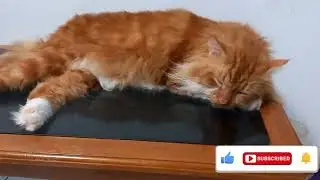 GAYA SEBAGIAN DARI KUCING KUCINGKU SAAT TIDUR @omdimasz