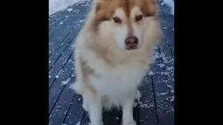 Grim! (ORIGINAL) by Puppy Songs