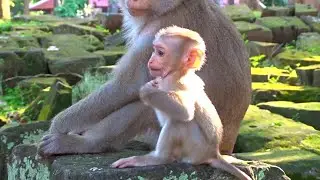 Amazing Baby Monkey Relaxing Playing  And Happy Animal Live #HM633