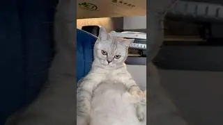 Дядя Вова 🐯😂 #cat #cute