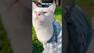 Kucing mata belang❤️| Odd eye cat❤️ #kucingimut #kucing #kucinglucu #cat #shorts #catlovers #cutecat