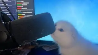 Ludwig's Cat Hates YouTube Chat