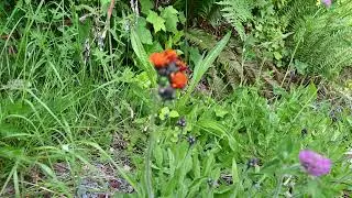 Hieracium aurantiacum (Orange Hawkweed)