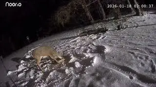 Buck out tonight having some corn.