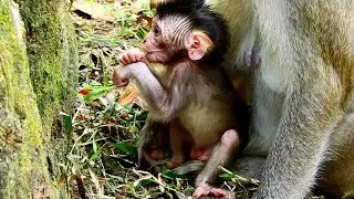 Hey Adorable Monkey Vikki So Cute Baby Monkey! Newborn Monkey Baby Cute!