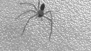 6 legs spider on smoke glass