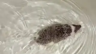 😅 Ёжик Параска плавает в ванной. Hedgehog Paraska swims in the bath #ezhikafro #hedgehog #funnyvideo