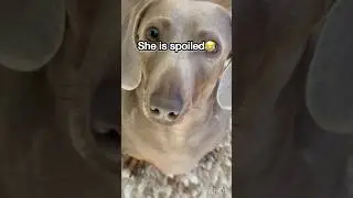 Show me the reason why you have no money 💰dog trend #pets #funny #trending #puppy