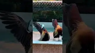 White Faced Whistling DUCK Dance! #duck #foryou #shorts