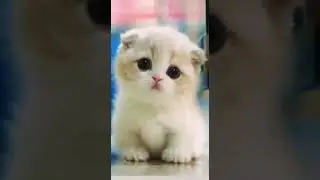 Cat gif