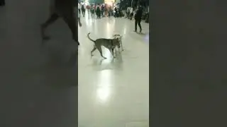 dog attack dog videos dog barking sound dadar phool market dadar market in Mumbai 😘 dog lovers
