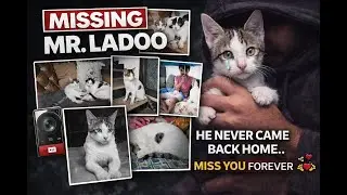 Mr ladoo, never came back home. Memories. family member #cat #family #love #real # stolen
