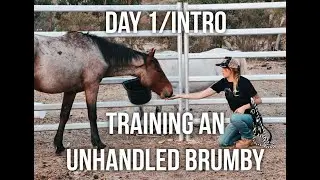 Training an Unhandled Brumby - Introduction/Day 1