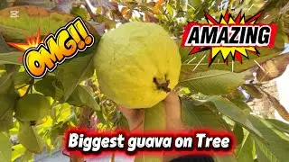 Today Soft Food : Socked Beans | Biggest Guava found on tree 