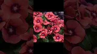 🌼Variety of Vinca plant (নয়নতারা ফুল) #flowers #garden #viral #nature #plants #yshorts #beautiful