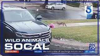 Coyote attacks toddler in Woodland Hills | Wild Animals SoCal