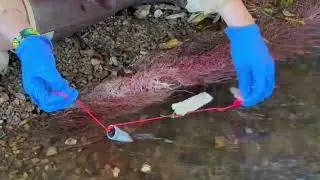 1. Stream Cotton Strip and HOBO Logger Install