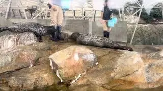 2025年9月　Spotted Seal Rock-climbing