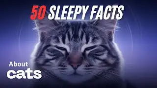 The most relaxing facts about cats to fall asleep 50-facts 