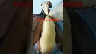 Вареный банан &mdash; полезный перекус.