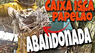 Transferência de abelha /CAIXA ISCA PAPELÃO abandonada #abelha #beekeeping #apis #apicultura #bee