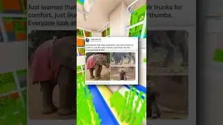 Мемы про слонов 🐘