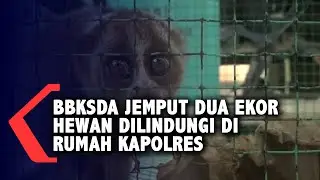 BBKSDA Jemput Dua Ekor Hewan Dilindungi Di Rumah Kapolres