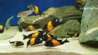 Tropheus sp. 