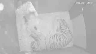Trio of Critically-Endangered Sumatran Tiger Cubs Born at Adelaide Zoo