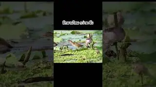 🦀🐟กว่าจะจับได้สักตัว จ้องจนคนดูนึกว่านั่งสมาธิ #นกยางไฟหัวดำ Yellow Bittern @ทุ่งลาดกระบัง